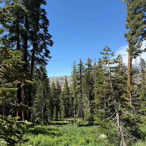 a view of a yard with a tree