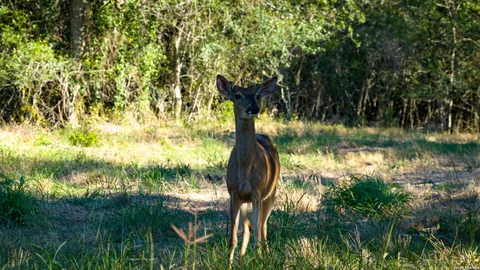 $966,000 | 18000 Fm 791, Campbellton, TX 78008