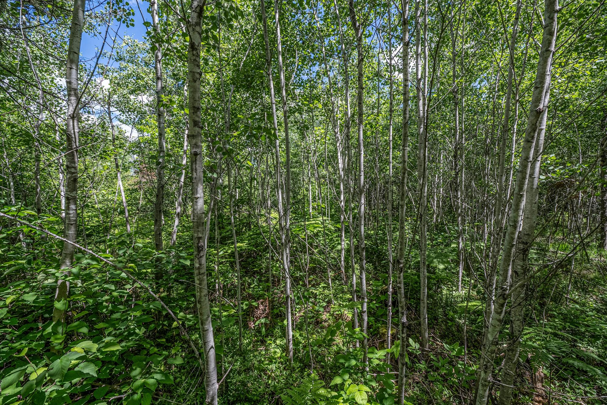 Off Deerskin Road, Unit 7 Eagle River, WI 54521 - Photo 11 of 40 Gallery Image 11
