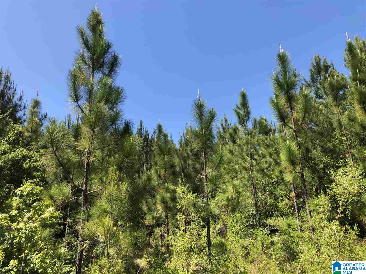 119-acres Double Branch Road, Unit 119 ACRES Marion, AL 36756 - Photo 4 of 26