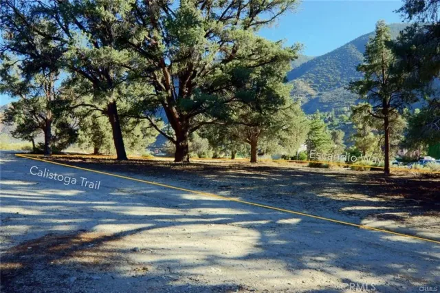 a view of a park with large trees