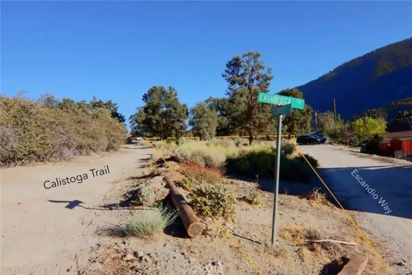 a view of road with large trees