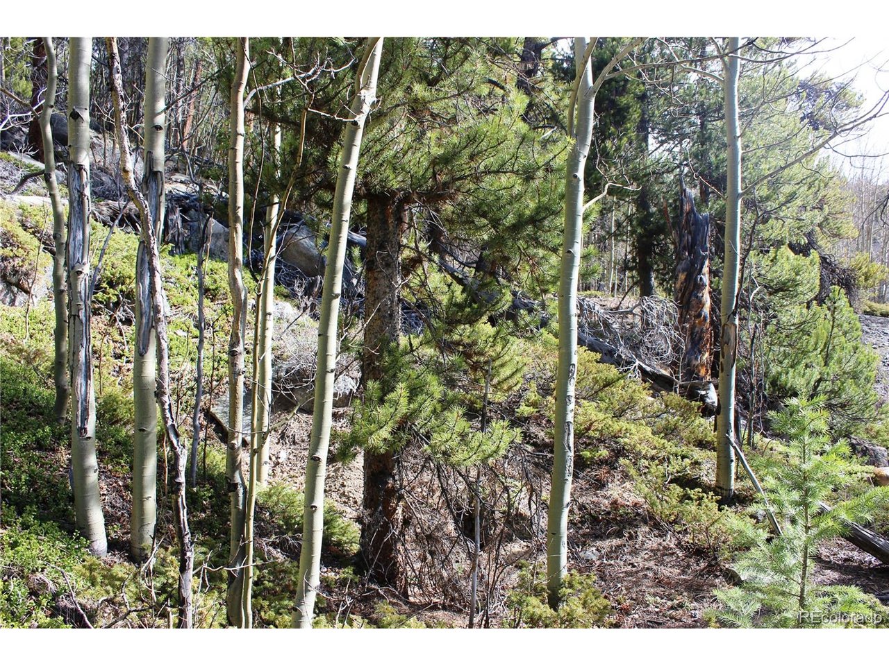 4 Lamartine Road Idaho Springs, CO 80452 - Photo 11 of 23 a view of a garden