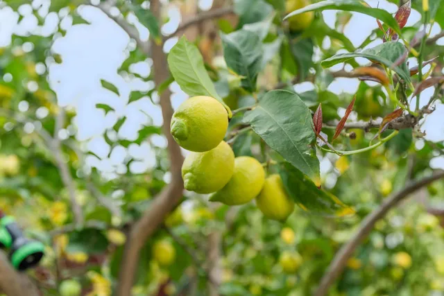 $649,900 | 5001 Hari Gopal Way, Sacramento, CA 95823