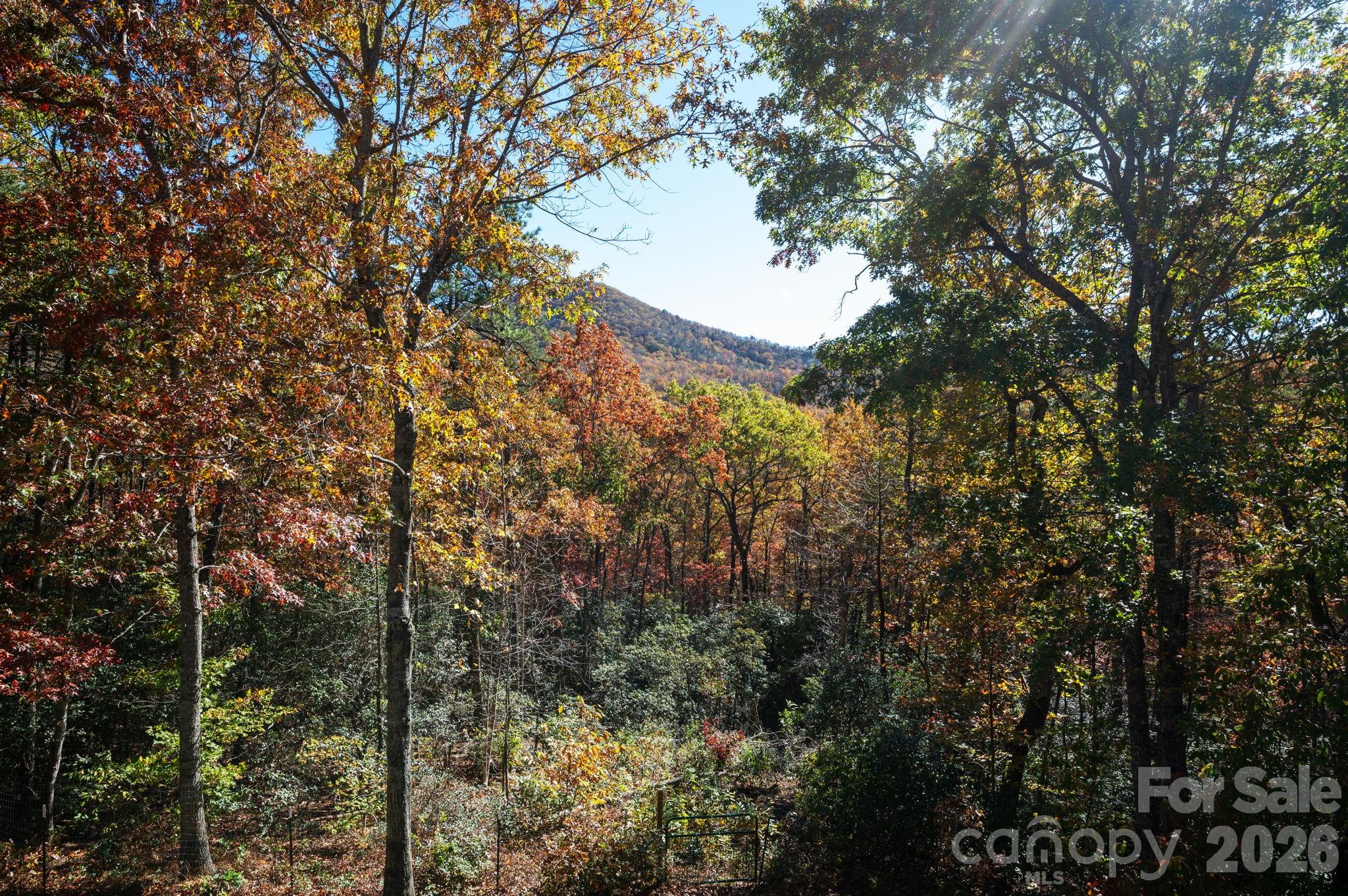 22 Faholoa Ridge Road Black Mountain, NC 28711 - Photo 20 of 47 a view of a tree in a forest