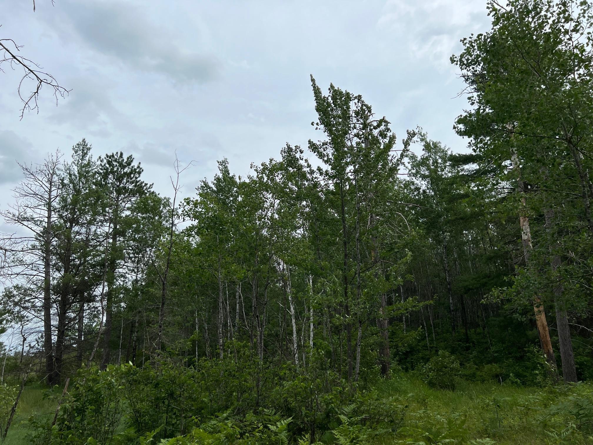 W37-xx Frog Creek Road Minong, WI 54859 - Photo 36 of 46