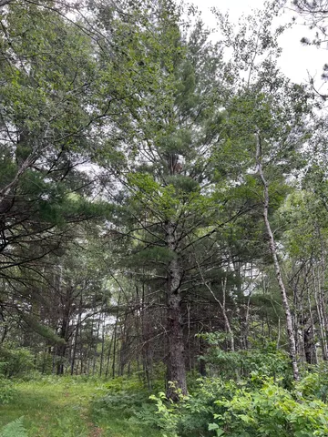 $474,900 | W37-xx Frog Creek Road, Minong, WI 54859