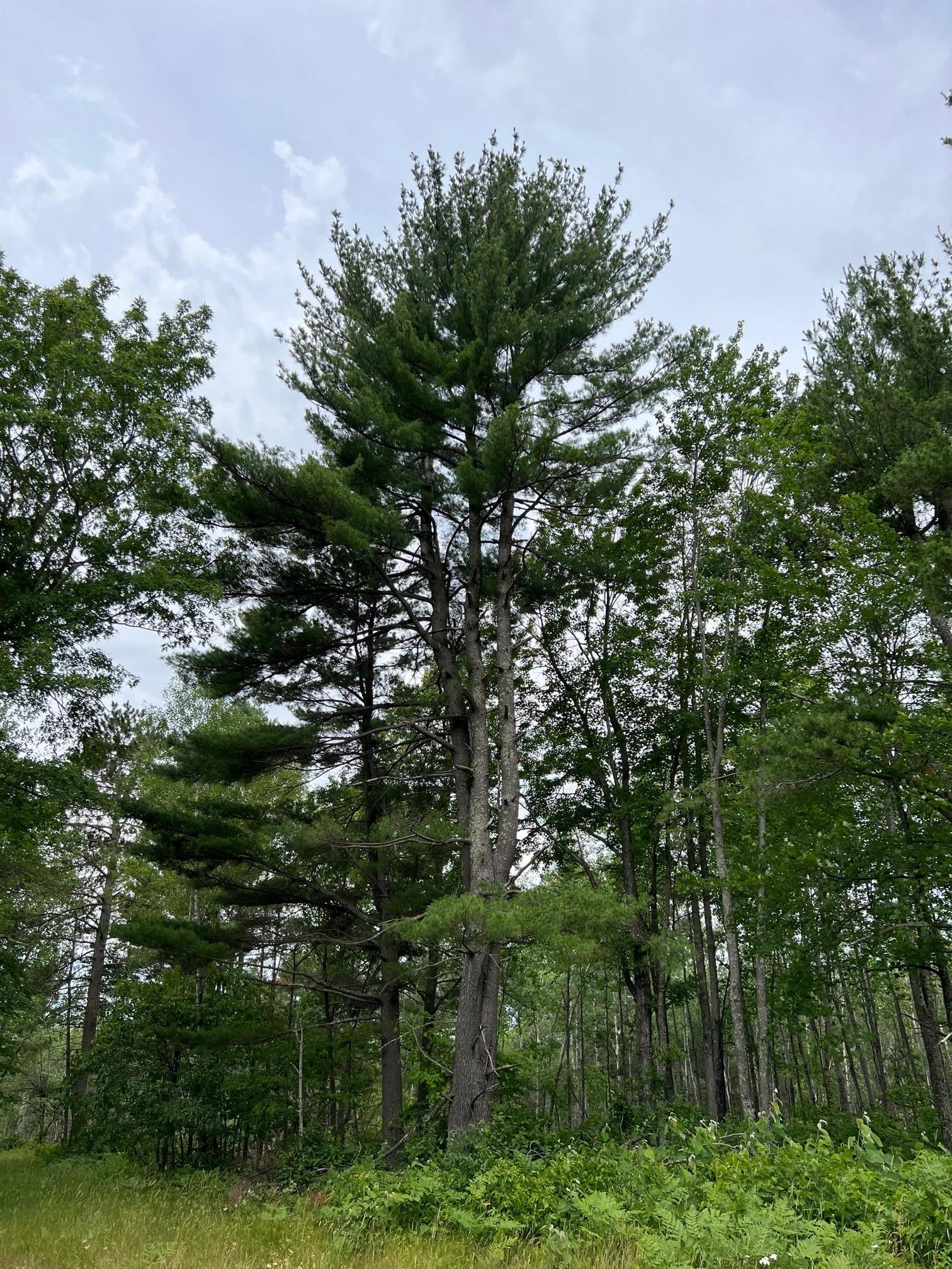 W37-xx Frog Creek Road Minong, WI 54859 - Photo 4 of 46