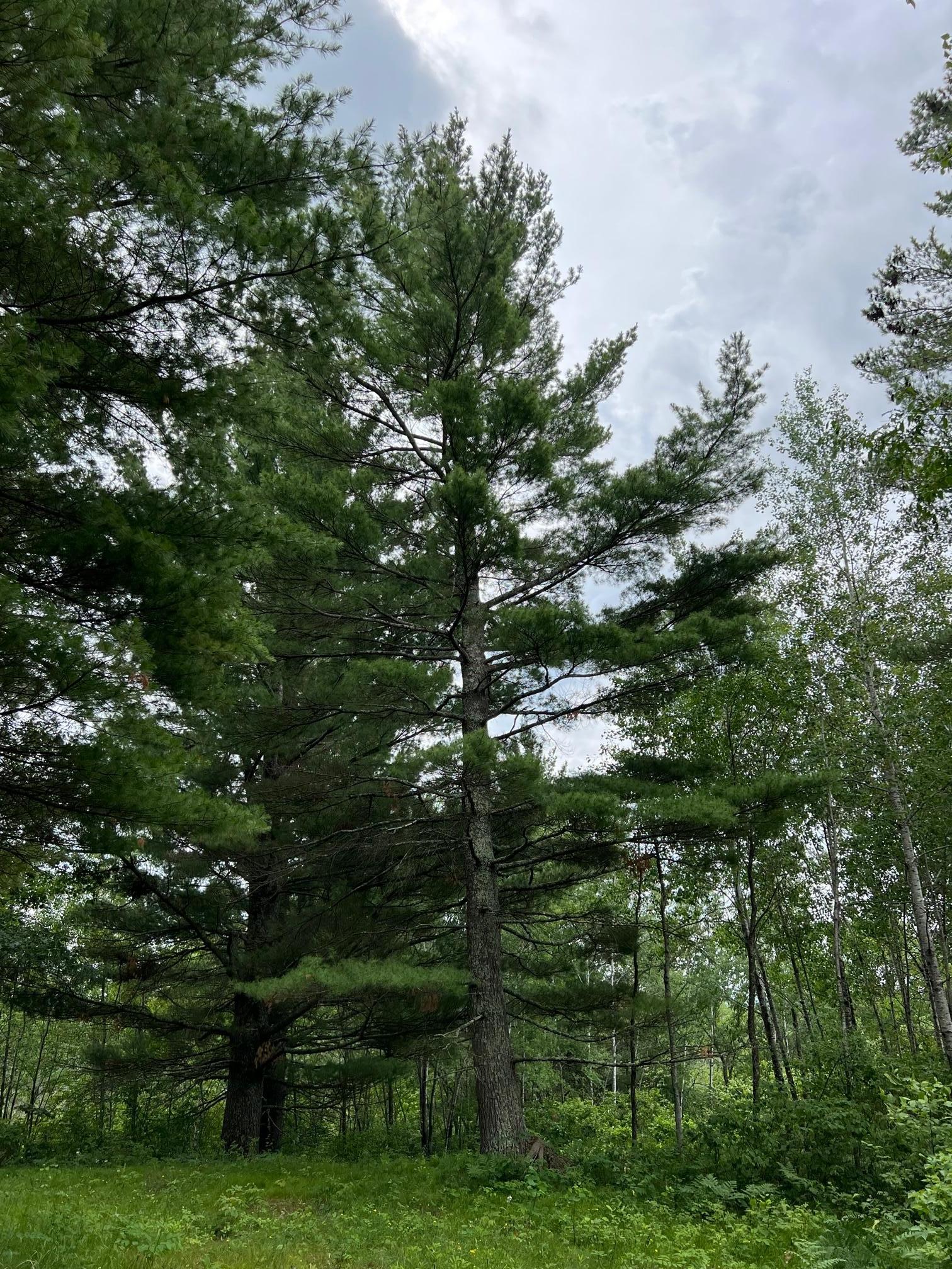 W37-xx Frog Creek Road Minong, WI 54859 - Photo 46 of 46