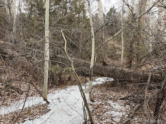 Lot 2242 Slegers Road Fort Garland, CO 81133 - Photo 21 of 35 a view of a yard with large trees