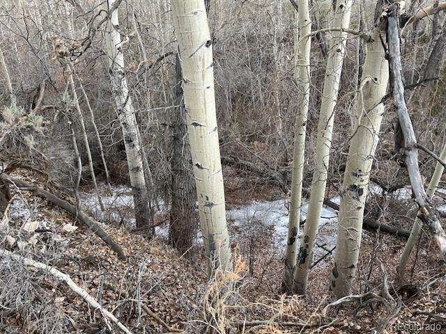 Lot 2242 Slegers Road Fort Garland, CO 81133 - Photo 24 of 35 a close up of a plant in a yard