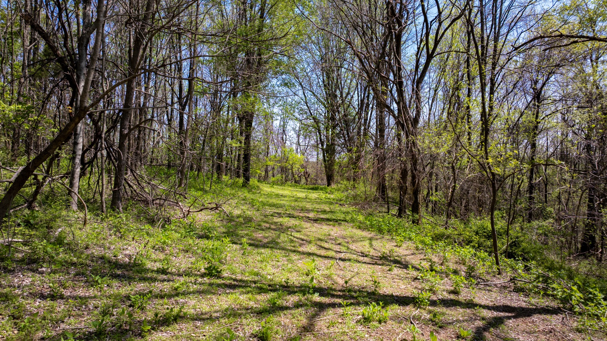 510B Rogues Fork Road Bethpage, TN 37022 - Photo 17 of 36 a big yard with lots of green space and trees