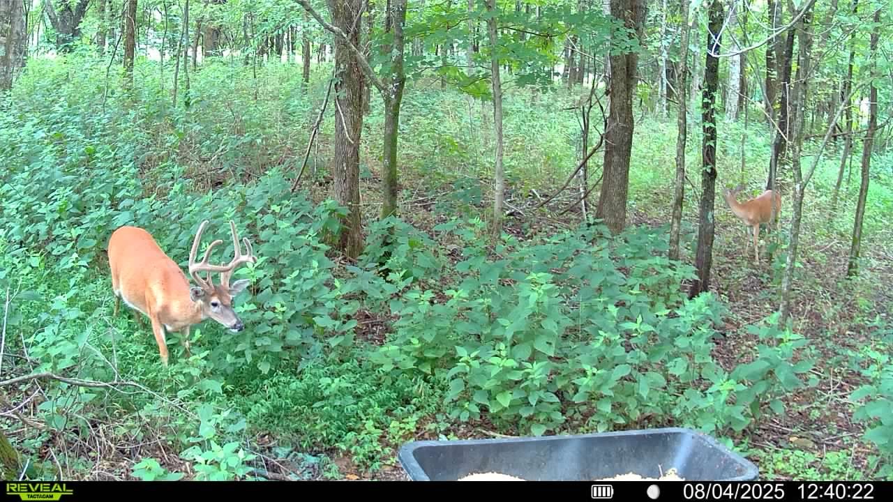 510B Rogues Fork Road Bethpage, TN 37022 - Photo 4 of 36 a view of outdoor space and garden