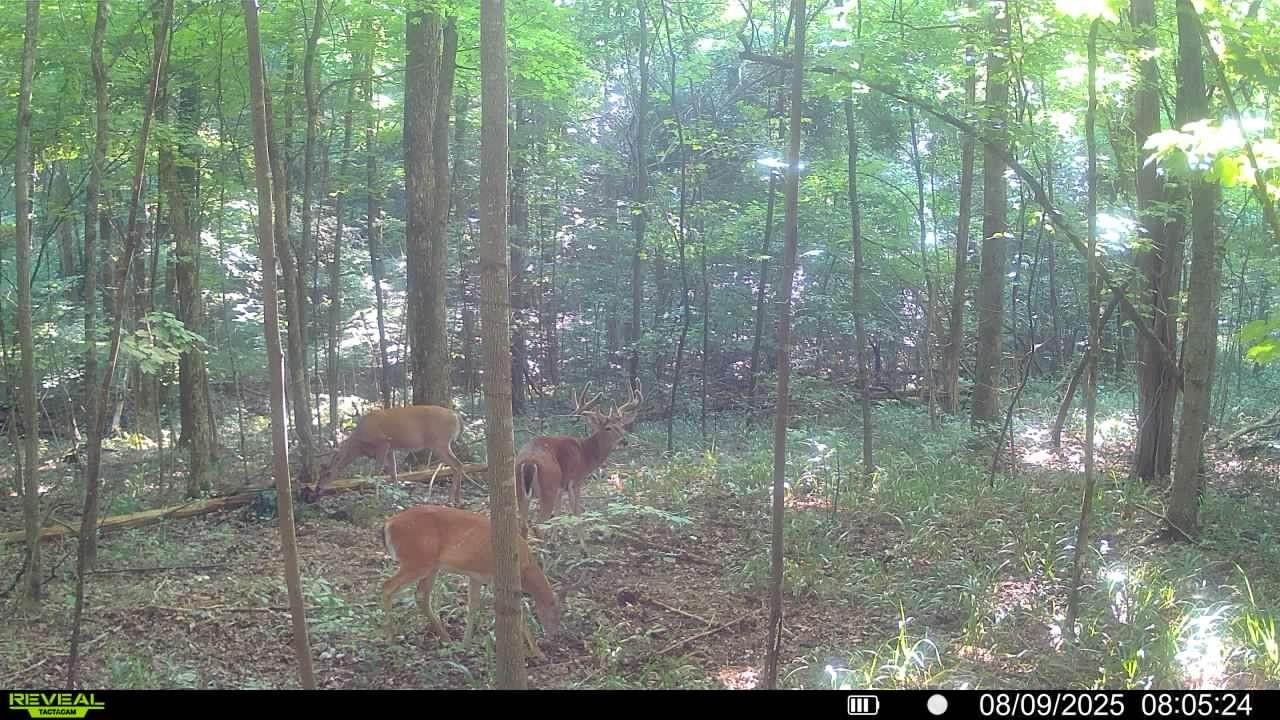 510B Rogues Fork Road Bethpage, TN 37022 - Photo 4 of 8