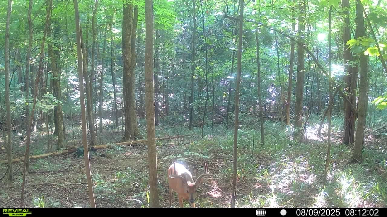 510B Rogues Fork Road Bethpage, TN 37022 - Photo 5 of 8