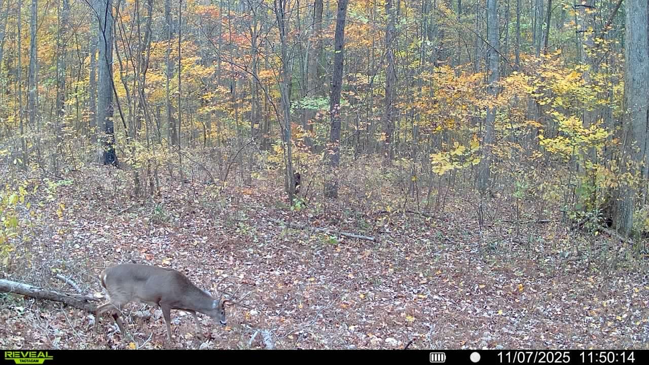 510B Rogues Fork Road Bethpage, TN 37022 - Photo 6 of 8