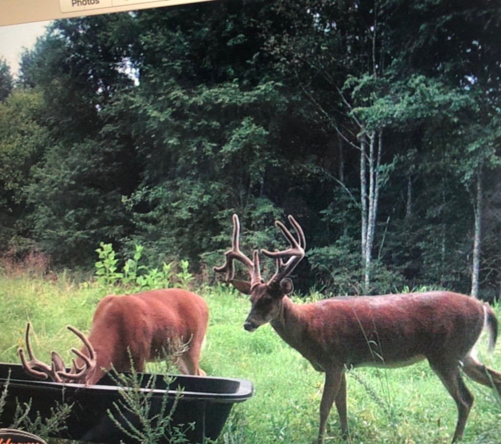 510B Rogues Fork Road Bethpage, TN 37022 - Photo 7 of 8