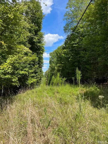 a view of a forest with trees