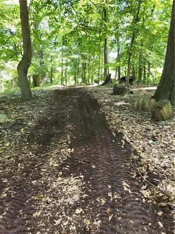 a view of dirt yard with a large tree