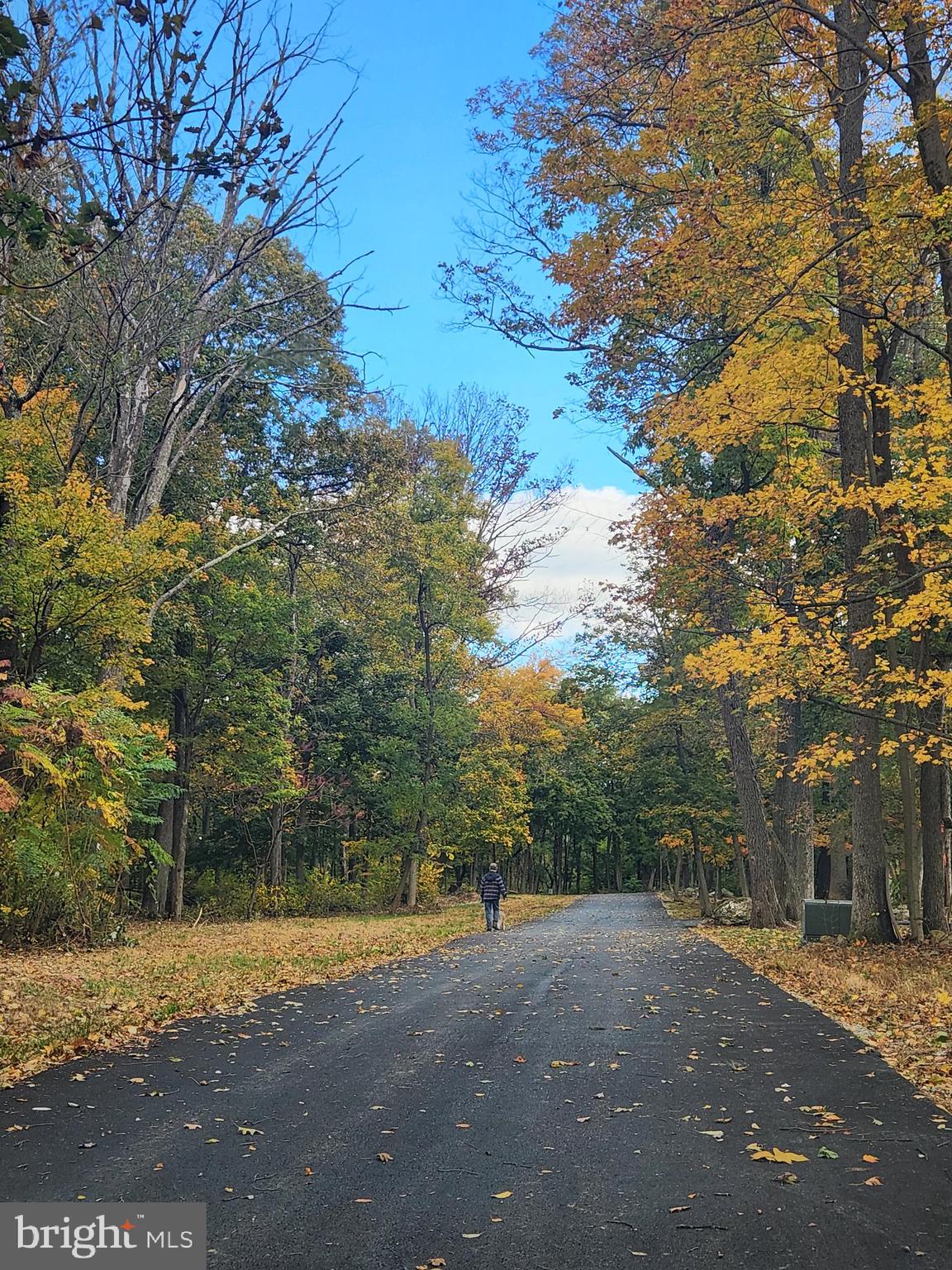 58 Mountaintop Road Cascade, MD 21719 - Photo 6 of 10 a view of a yard with a tree