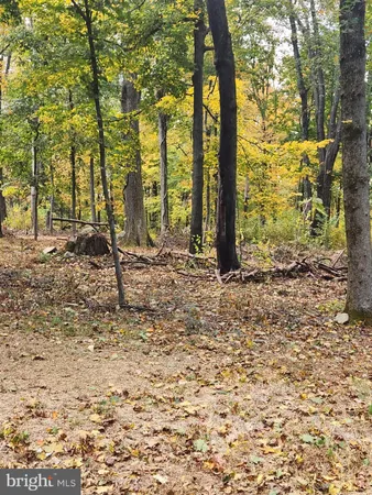 a view of a yard with plants and trees