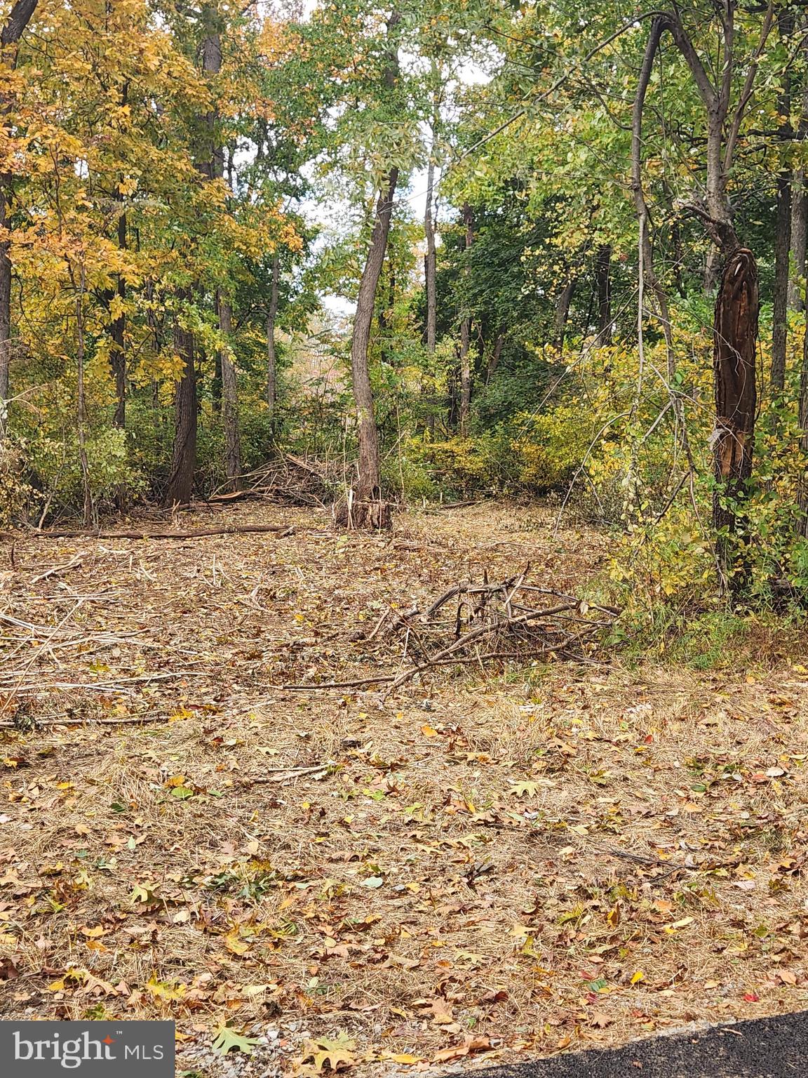 58 Mountaintop Road Cascade, MD 21719 - Photo 10 of 10 a view of a yard with a tree