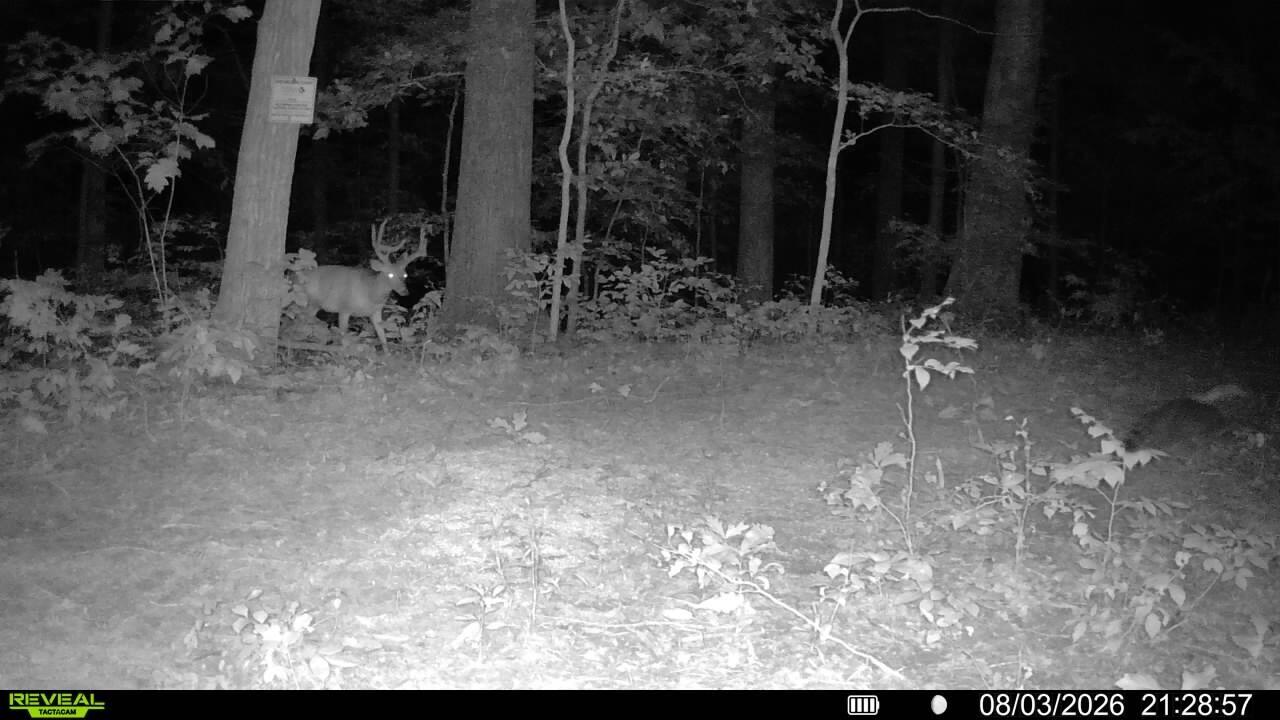 1134 Pisgah Road Smithland, KY 42081 - Photo 28 of 33 Trail Cam