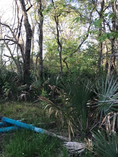 0 East Live Oak Road Van Vleck, TX 77482 - Photo 2 of 10 a view of outdoor space and yard