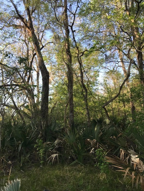 0 East Live Oak Road Van Vleck, TX 77482 - Photo 3 of 10 a view of outdoor space and yard