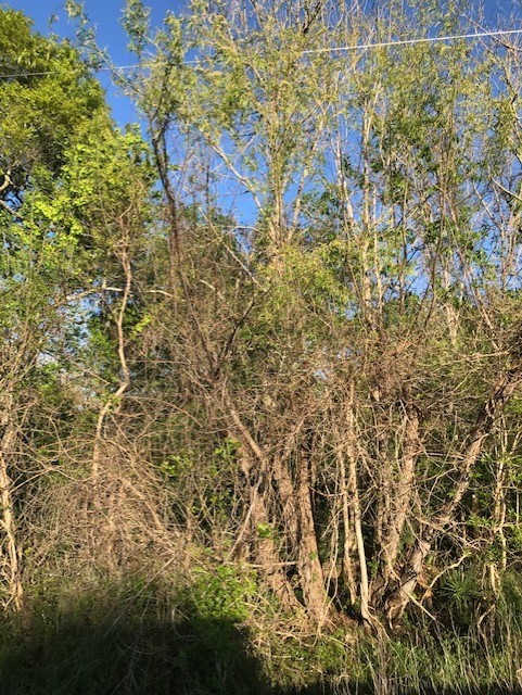 0 East Live Oak Road Van Vleck, TX 77482 - Photo 5 of 10 a picture of a tree