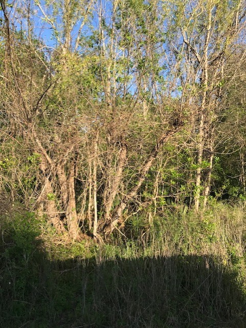 0 East Live Oak Road Van Vleck, TX 77482 - Photo 6 of 10 a view of outdoor space with a yard