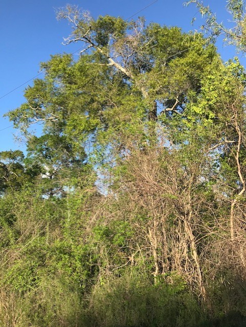 0 East Live Oak Road Van Vleck, TX 77482 - Photo 7 of 10 a view of a big yard with plants and a tree