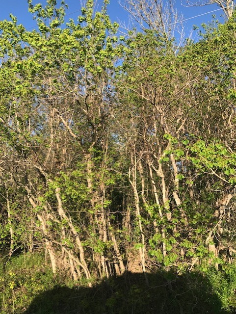 0 East Live Oak Road Van Vleck, TX 77482 - Photo 8 of 10 a view of a yard