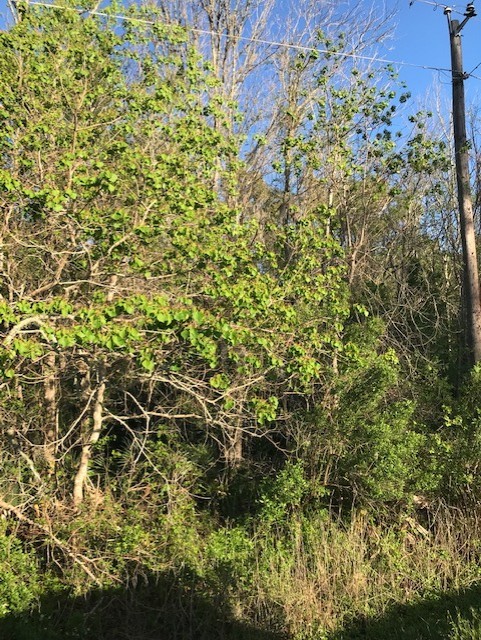 0 East Live Oak Road Van Vleck, TX 77482 - Photo 10 of 10 a view of a plant with a tree