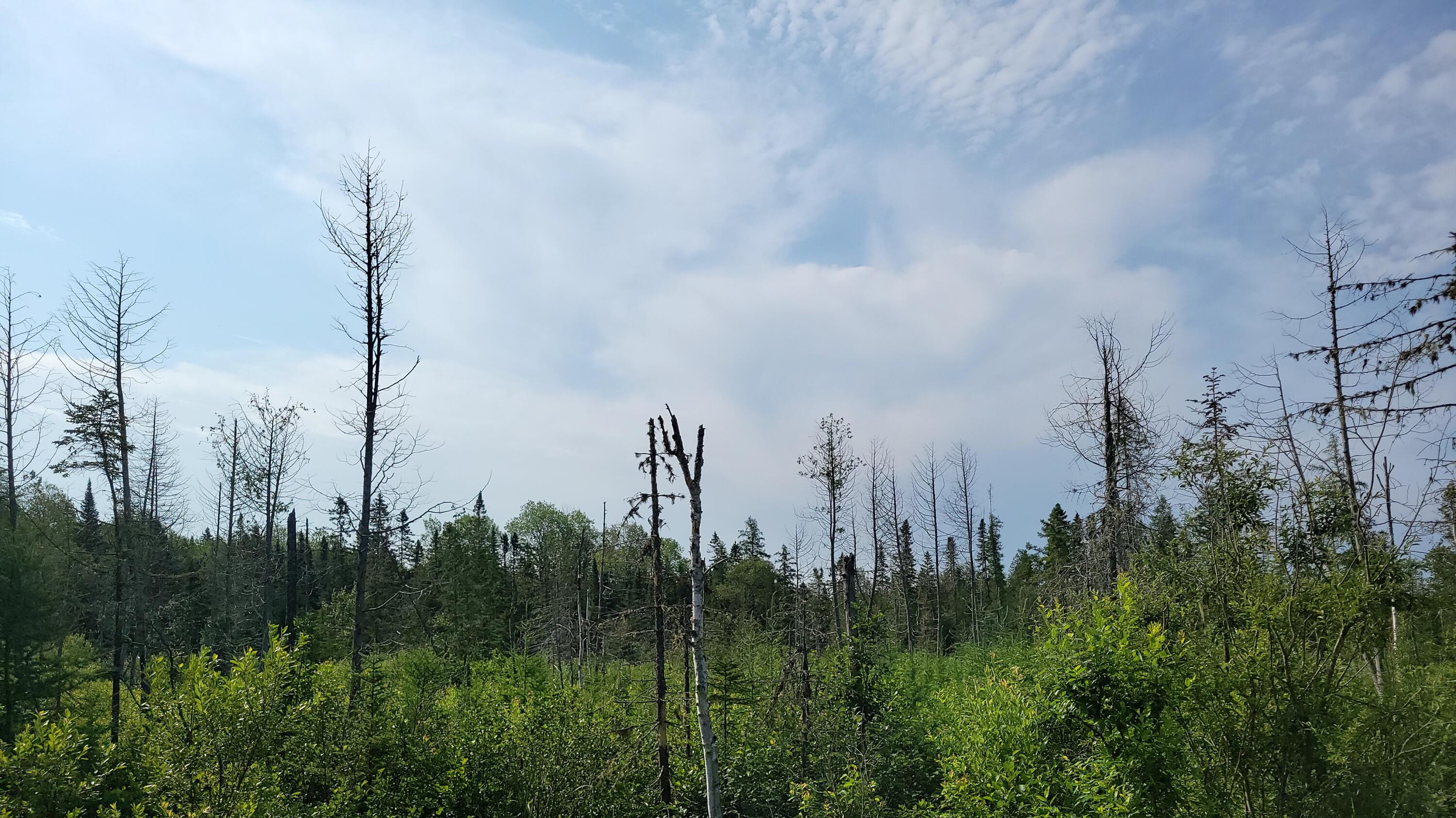 M38-l8 Doucette Road Grand Isle, ME 04746 - Photo 7 of 9 20230720_085649_03