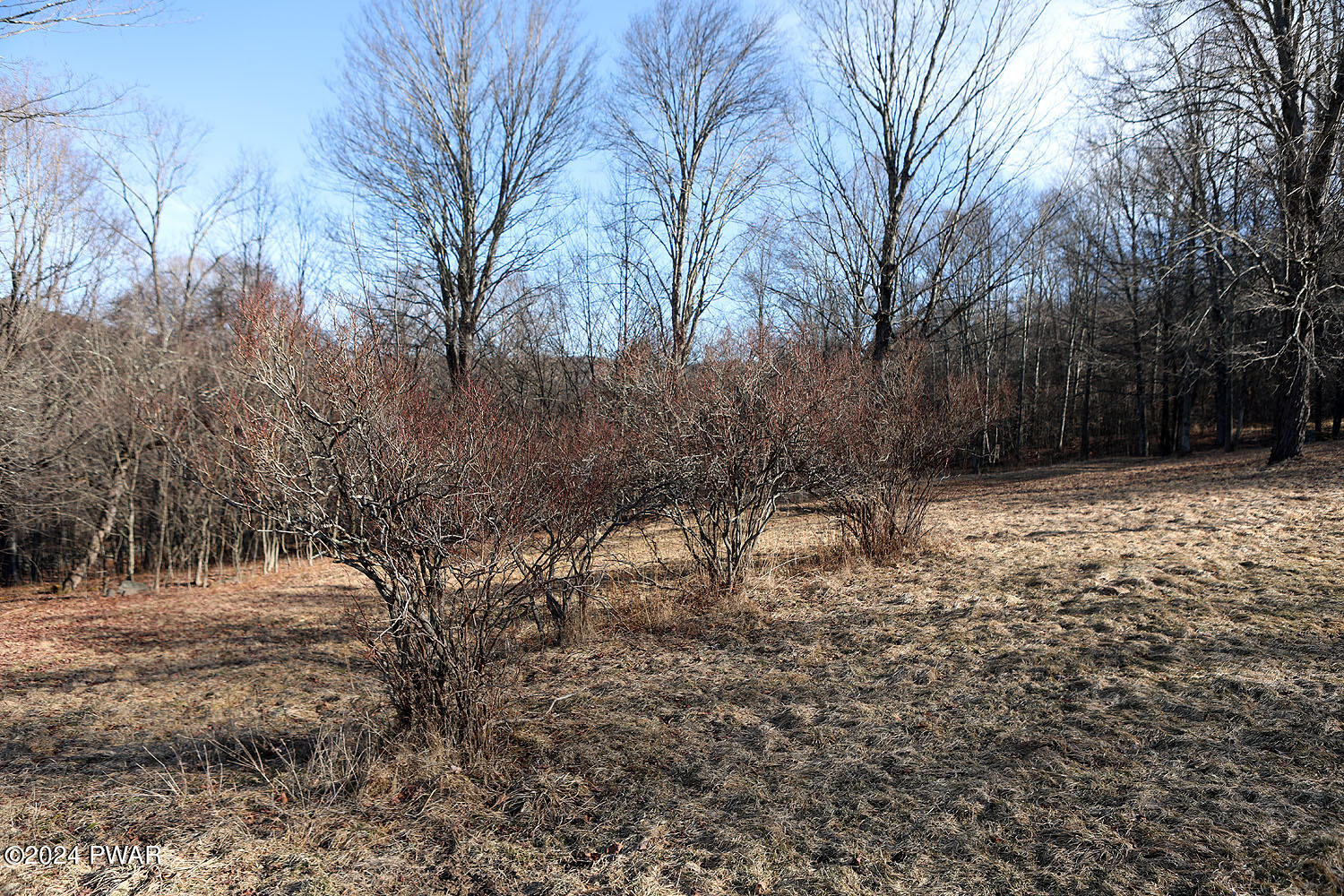 1106 Pine Mill Road Equinunk, PA 18417 - Photo 10 of 21 Blueberry bushes