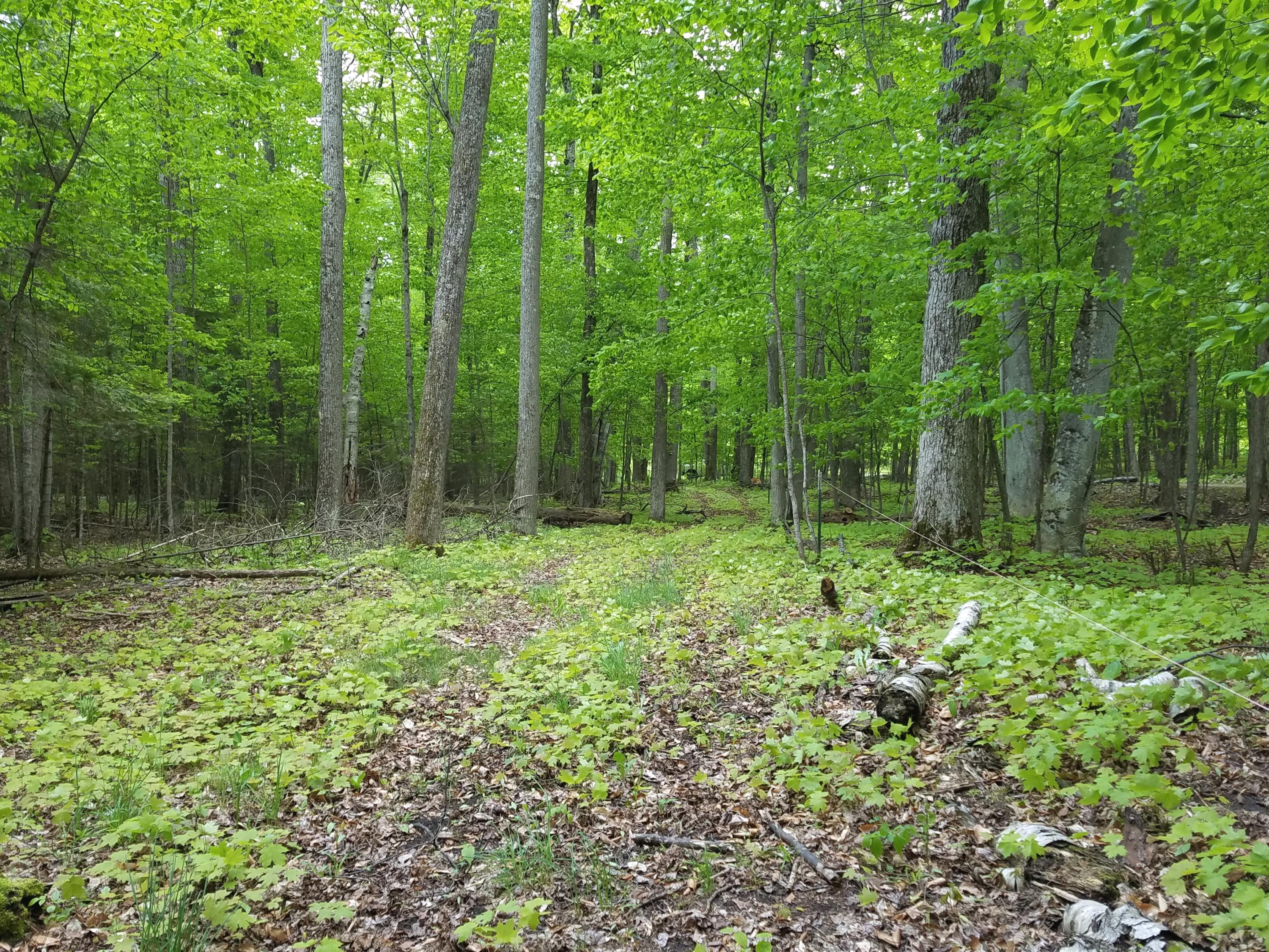 Tromble Drive Cheboygan, MI 49721 - Photo 4 of 18 Gallery Image 4