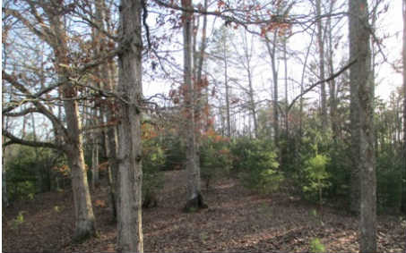 0 Sugar Maple Road Murphy, NC 28906 - Photo 1 of 1 Main View