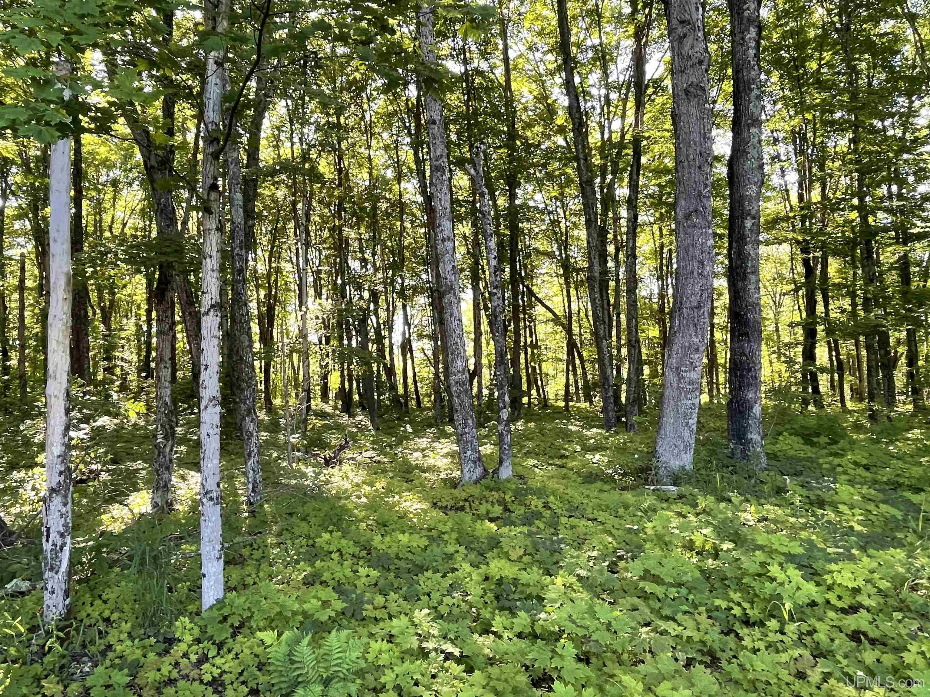 Tbd Tbd River Road Gulliver, MI 49840 - Photo 10 of 12
