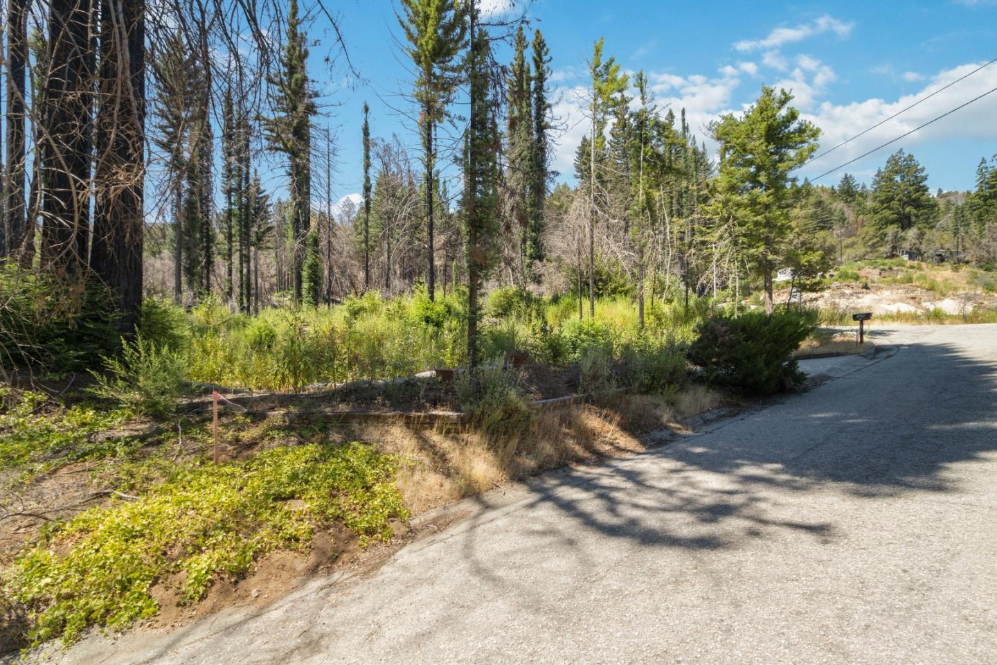 135 Fallen Leaf Drive Boulder Creek, CA 95006 - Photo 12 of 28 a view of a yard with plants and trees