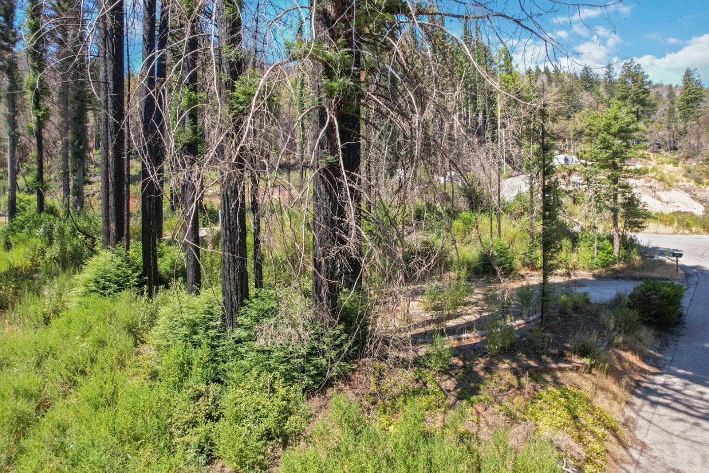 135 Fallen Leaf Drive Boulder Creek, CA 95006 - Photo 13 of 28 a backyard of a house with lots of green space
