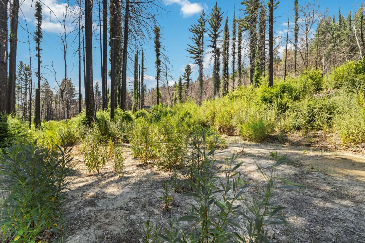135 Fallen Leaf Drive Boulder Creek, CA 95006 - Photo 16 of 28 a view of a yard with plants