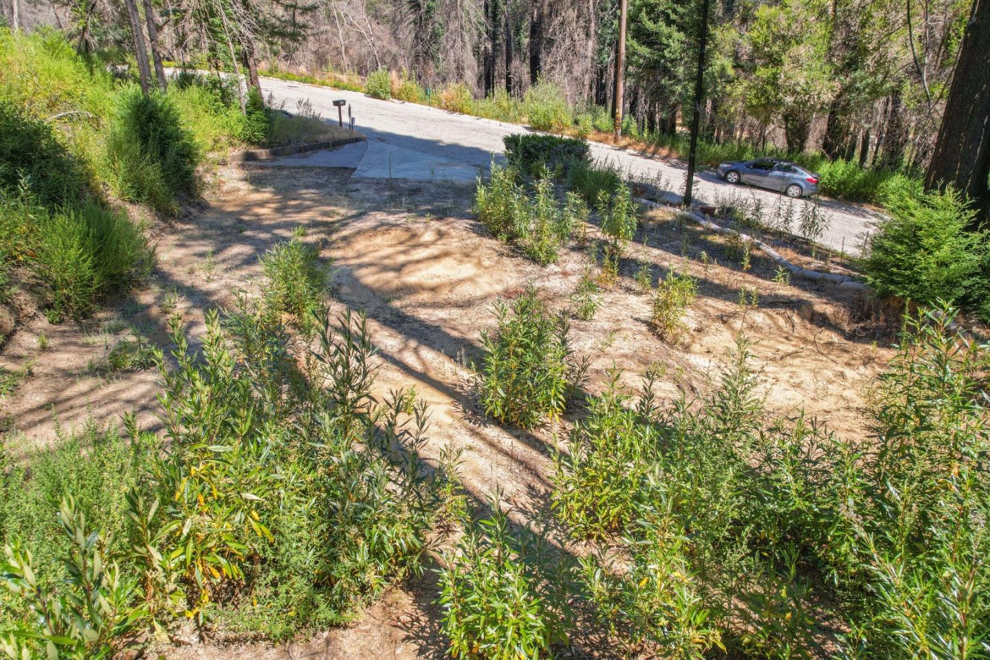 135 Fallen Leaf Drive Boulder Creek, CA 95006 - Photo 18 of 28 a view of a yard with plants and trees