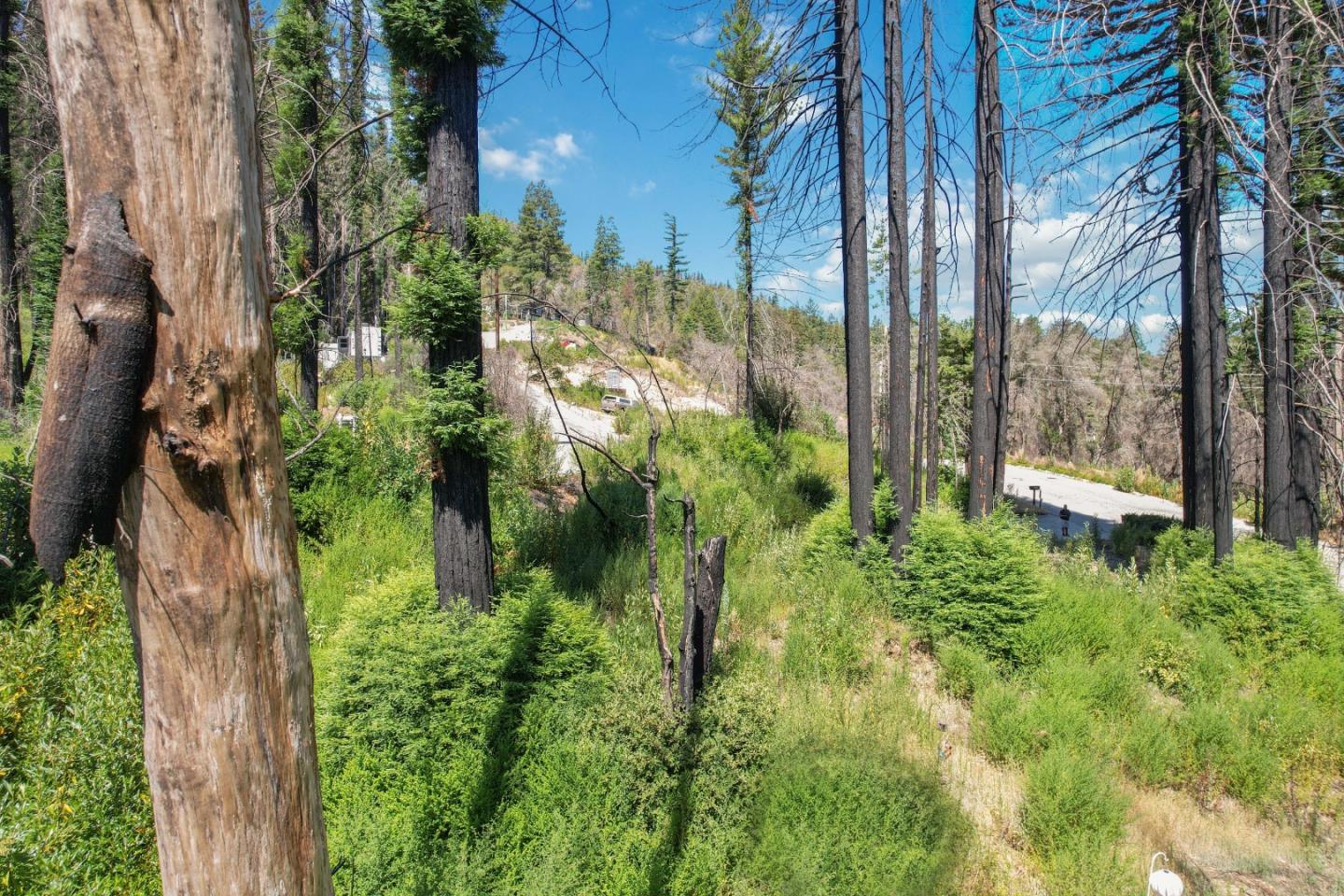 135 Fallen Leaf Drive Boulder Creek, CA 95006 - Photo 20 of 28 a view of a garden
