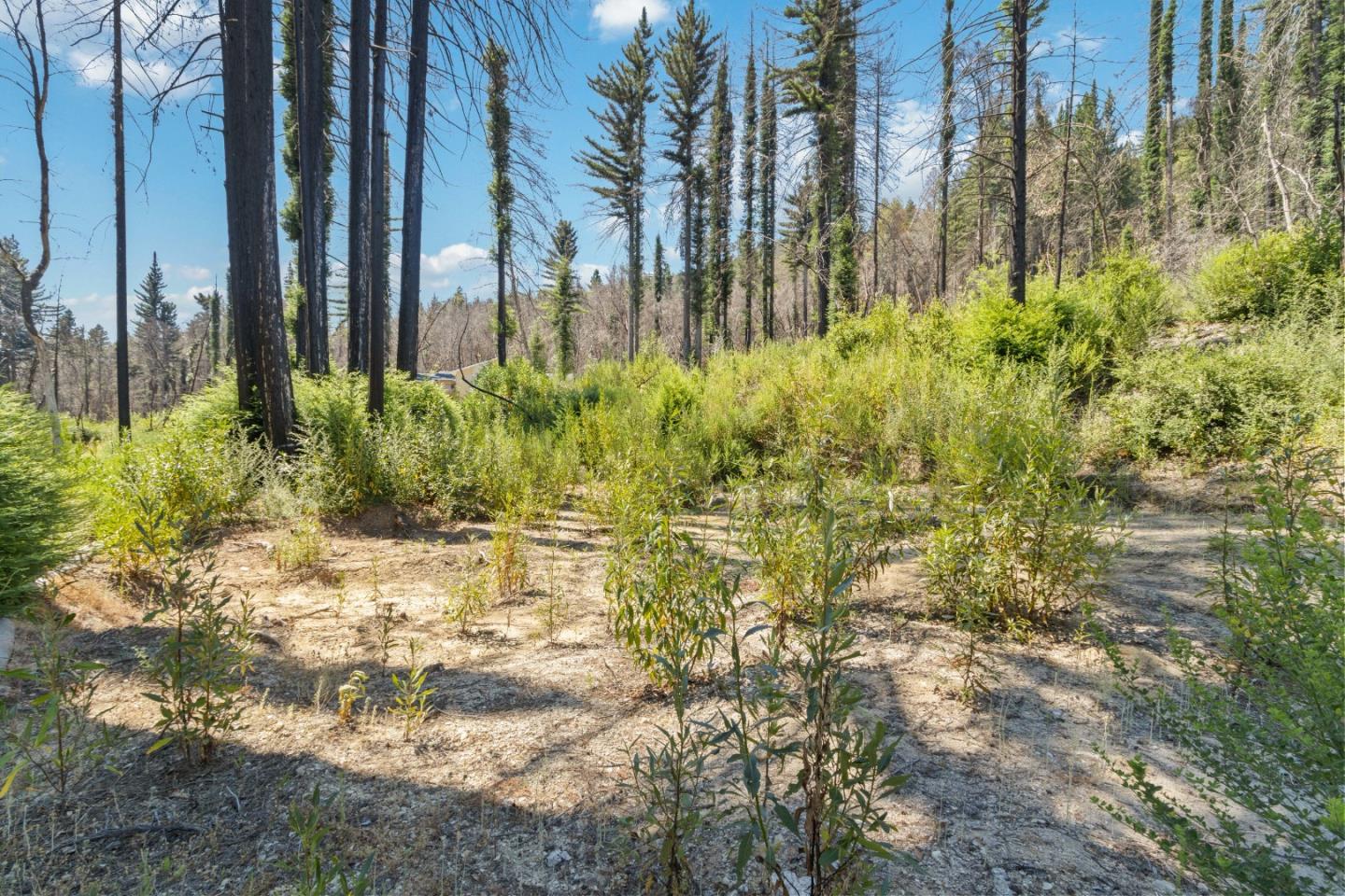 135 Fallen Leaf Drive Boulder Creek, CA 95006 - Photo 2 of 28 a view of a yard with plants and large trees
