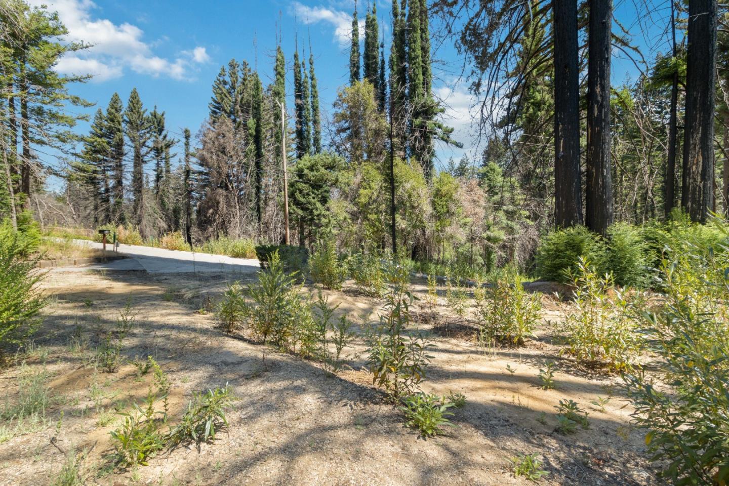 135 Fallen Leaf Drive Boulder Creek, CA 95006 - Photo 22 of 28 a view of a yard with plants and trees