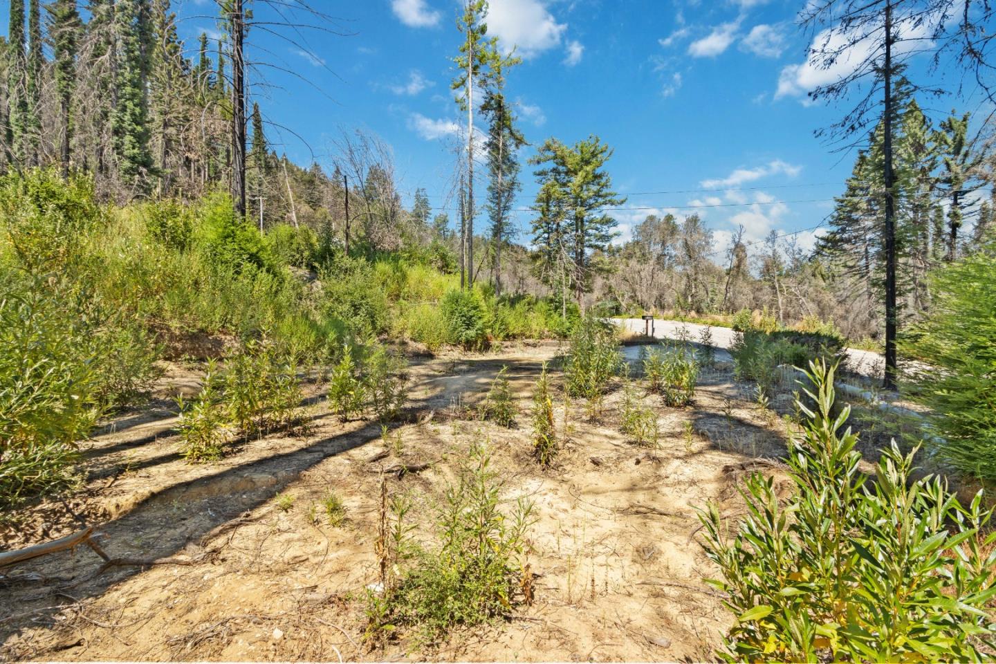 135 Fallen Leaf Drive Boulder Creek, CA 95006 - Photo 28 of 28 a view of yard with outdoor space