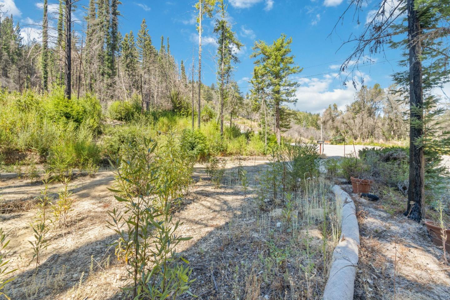 135 Fallen Leaf Drive Boulder Creek, CA 95006 - Photo 5 of 28 a view of a yard with plants and large trees