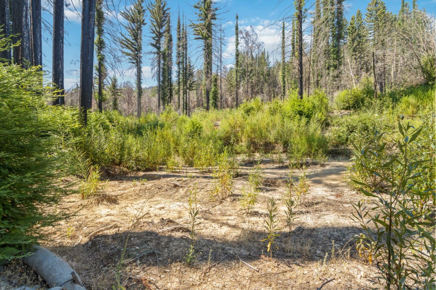 135 Fallen Leaf Drive Boulder Creek, CA 95006 - Photo 6 of 28 a view of a yard with plants and trees