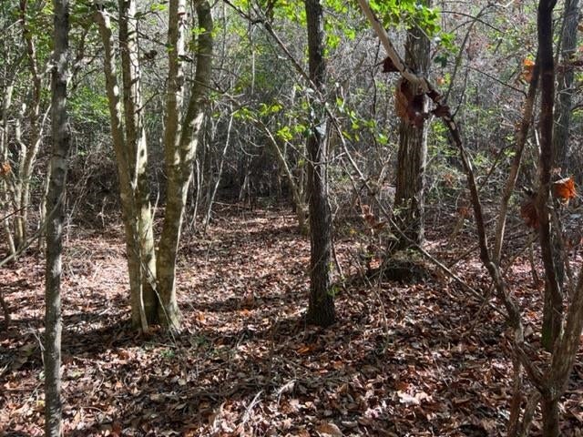 41.6-ac Chalker Road Opp, AL 36467 - Photo 7 of 17 Gallery Image 7